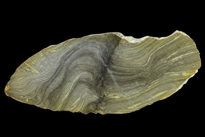 Polished Stromatolite (Kussiella) Slab - Billion Years #130626